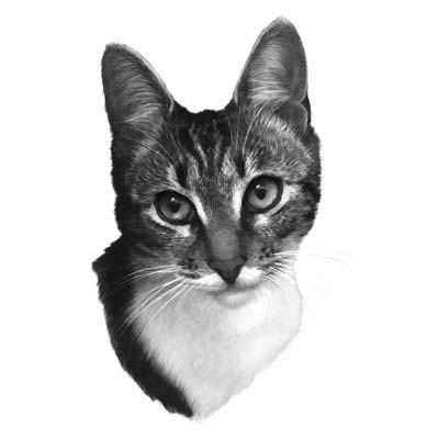 Draw a House Cat Picture