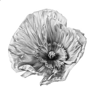 Draw a Poppy Flower Picture