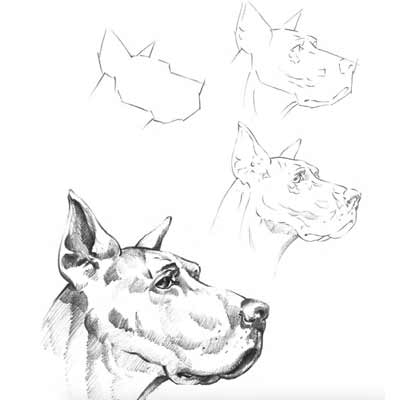 Draw a Dog Portrait Picture