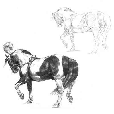 Draw a Horse Picture