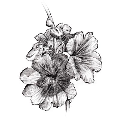 Draw Hibiscus Flower Picture