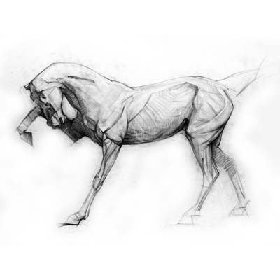 Drawing Horses Picture