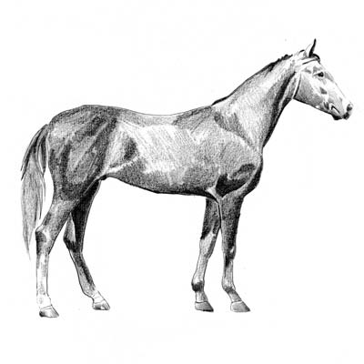 Draw Horse 3 Picture