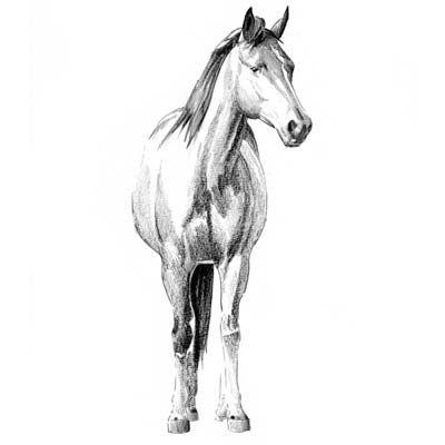 Draw Horse from Front Picture