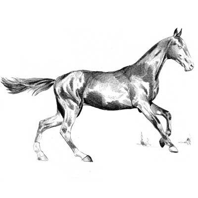  Draw Galopping Horse Picture