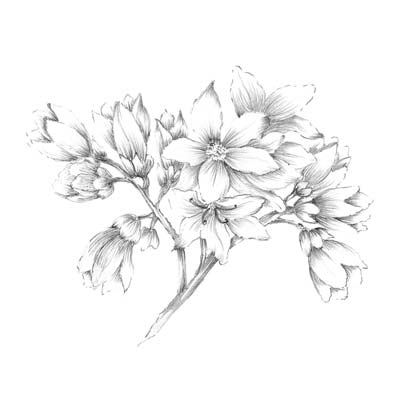 Draw a Flower Picture