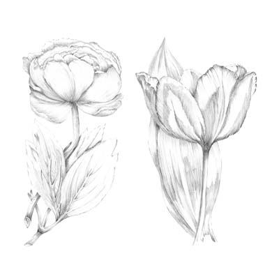 Drawing Flowes Picture