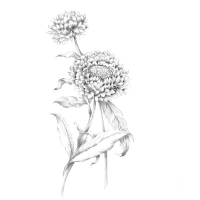 Draw a Marigold Picture