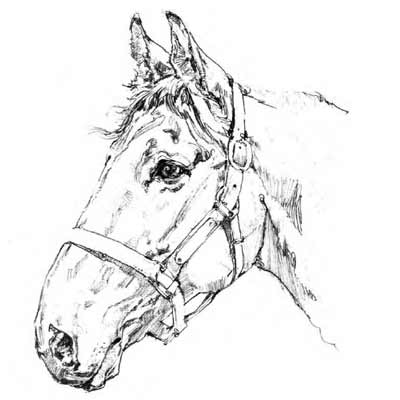 Draw a Horse Head Picture
