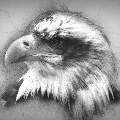 Draw Eagles Head Picture