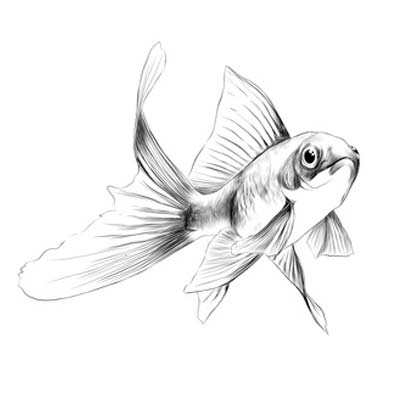 Draw Little Fish Picture