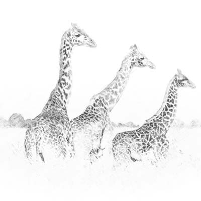 Draw Giraffes Picture