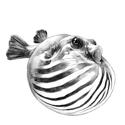 Draw Striped Puffer Fish Picture