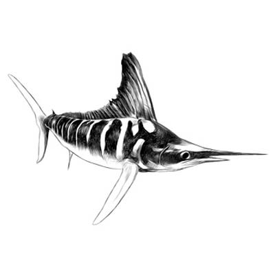 Draw a Marlin Picture