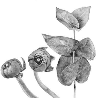 Draw Ranunculus Picture