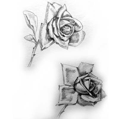 Draw Roses Picture
