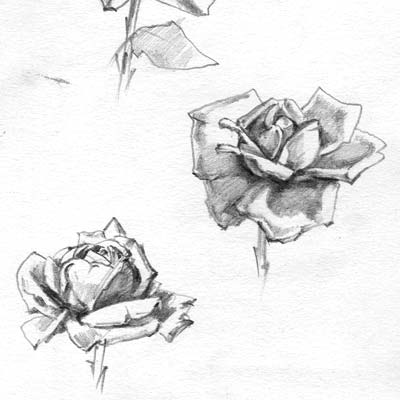 Draw another Rose Picture