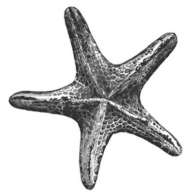 Draw a Starfish Picture