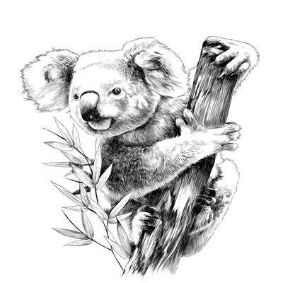 Draw a Koala Picture