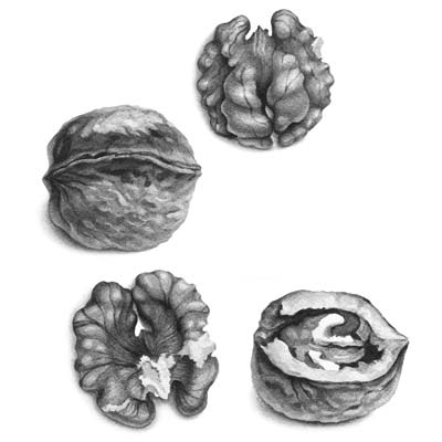 Drawing Walnuts Picture