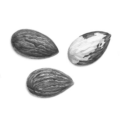 Draw Almonds Picture