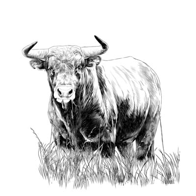 Draw a Bull Picture
