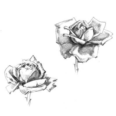 Draw a Rose Picture