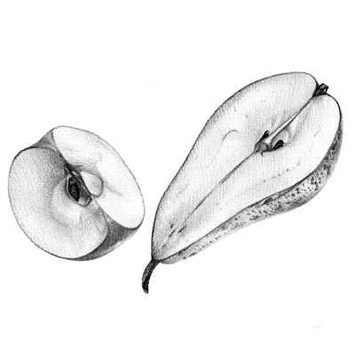 Draw Cut Apple Pear Picture