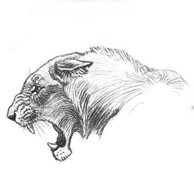 Draw Lions Head from Side Picture