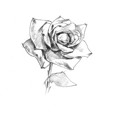 Draw a Rose No 2 Picture