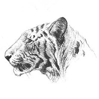 Draw Tiger Head from Side Picture