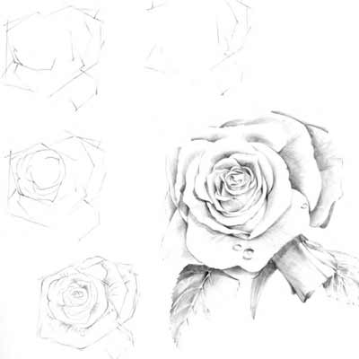 Draw a Rose Picture
