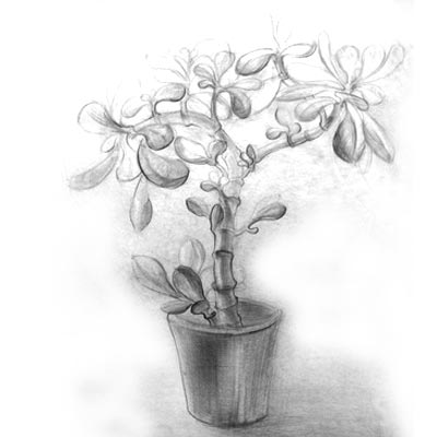 Draw Pot Plant Picture