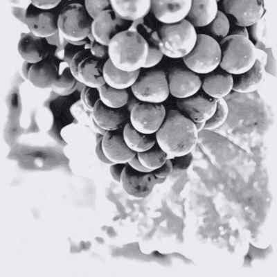 Picture Grapes Drawing