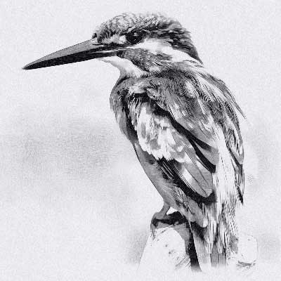 Picture Kingfisher Drawing