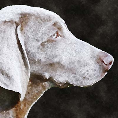 Dog Portrait Picture