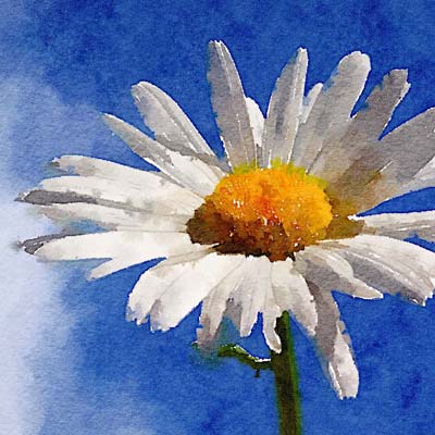 Paint a Daisy Picture