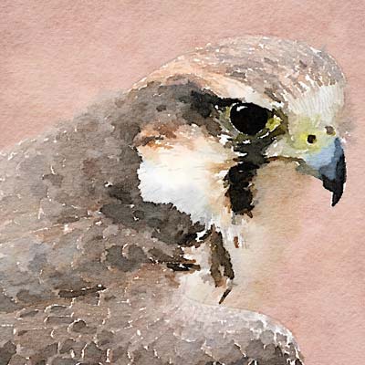 Paint a Falcon Picture