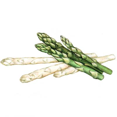 Paint Asparagus Picture