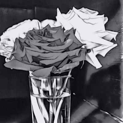 Picture Rose Vase Drawing