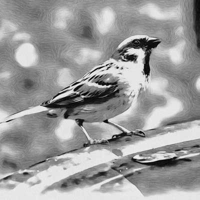 Picture Finch Drawing