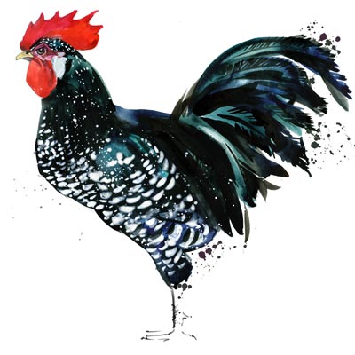 Paint Rooster 2 Picture