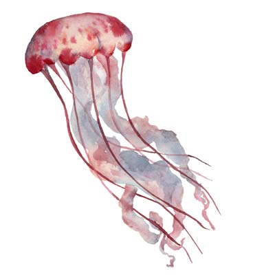 Watrcolour Jellyfish Picture