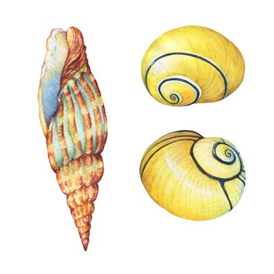 Paint Sea Shells Picture