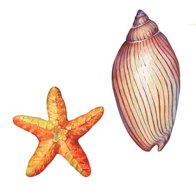 Paint Sea Shells No 2 Picture