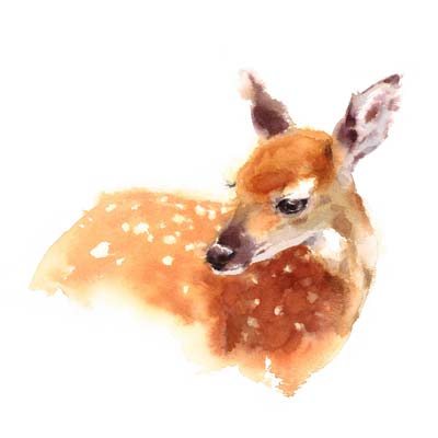 Paint a Fawn Picture