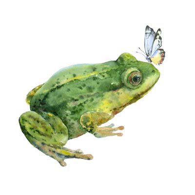 Paint a Frog Picture