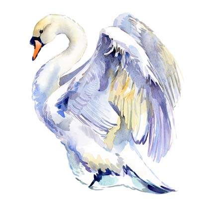 Paint a Swan Picture
