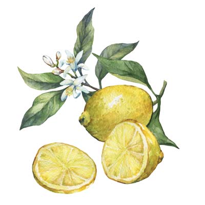 Paint Lemons Picture