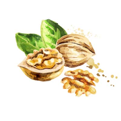 Paint Walnuts Picture